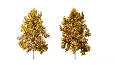 Trees grow from small to large. Vidéo 274039656