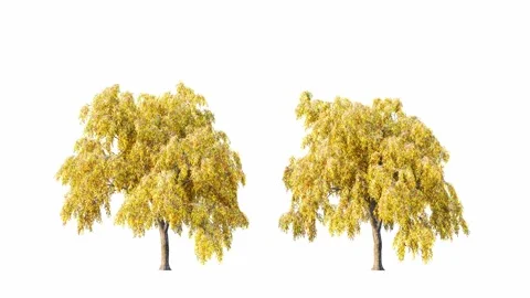 Trees grow from small to large. Vidéo 274109879