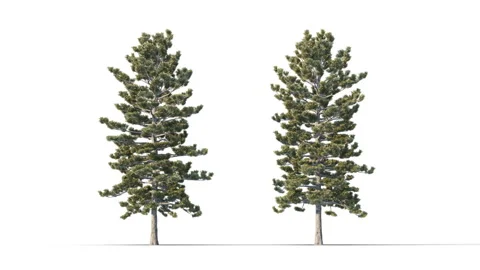 Trees grow from small to large. Stockbeeldmateriaal 276542861