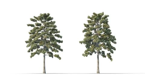 Trees grow from small to large. Stock Footage 276542873