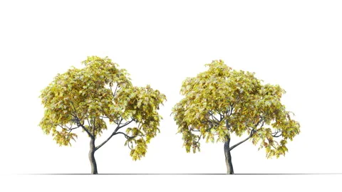 Trees grow from small to large. Vidéo 277932236