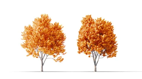 Trees grow from small to large. Stockbeeldmateriaal 277932915