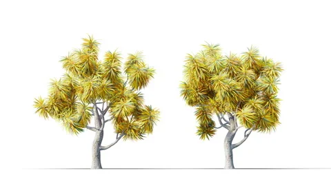 Trees grow from small to large. Stock Footage 278797418