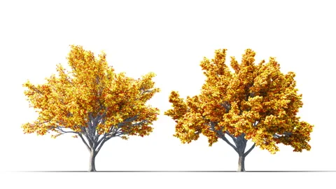 Trees grow from small to large. Stockbeeldmateriaal 279527891