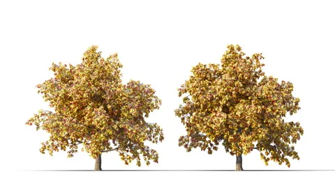 Trees grow from small to large. Vidéo 279876688