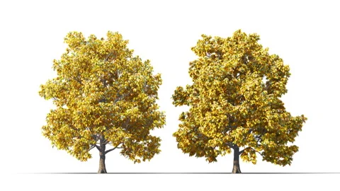 Trees grow from small to large. Stockbeeldmateriaal 280557548