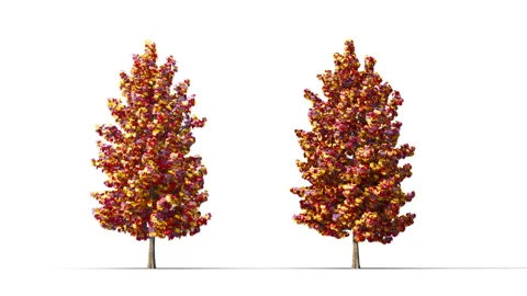 Trees grow from small to large. Stock Footage 280559229