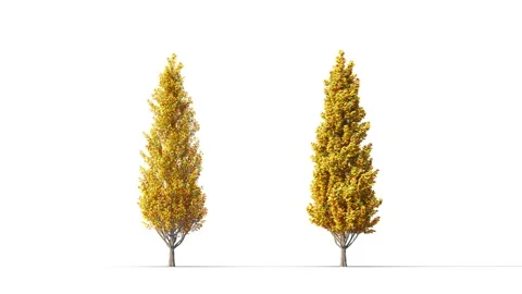 Trees grow from small to large. Stockbeeldmateriaal 281161184