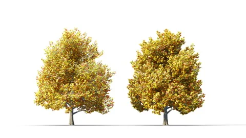 Trees grow from small to large. Stock Footage 282648144