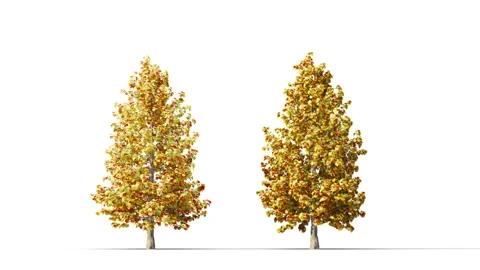 Trees grow from small to large. Stockbeeldmateriaal 285405724