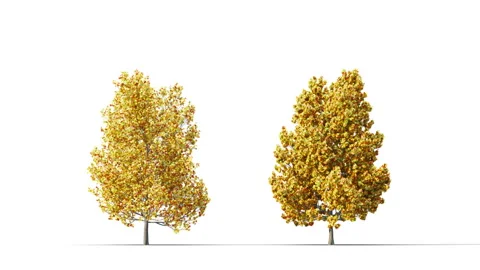 Trees grow from small to large. Stock Footage 287452132