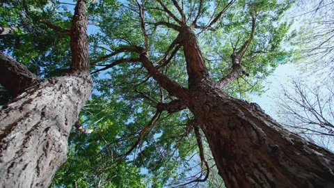 Trees grow in spring Vídeo Stock 257289701