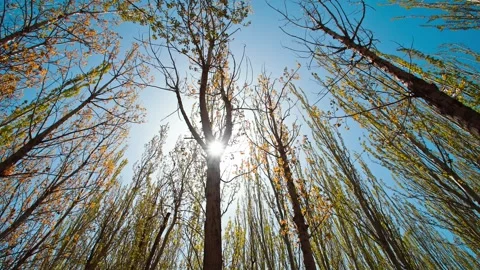 Trees grow in the spring under the sun 動画素材 257166570