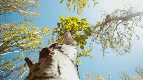 Trees grow in the spring under the sun Stock Footage 257172448