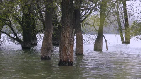 Trees grow from the water Stock-Footage 238397056