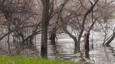 Trees grow from water Stock-Footage 238397068