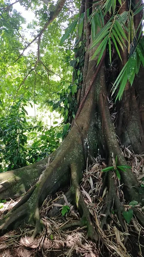 Trees that grow well Stock Footage 330215990