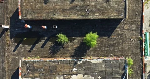 Trees Growing On Abandoned Rooftop Ex Military Factory Fascility War Remains Stock-Footage 289412862