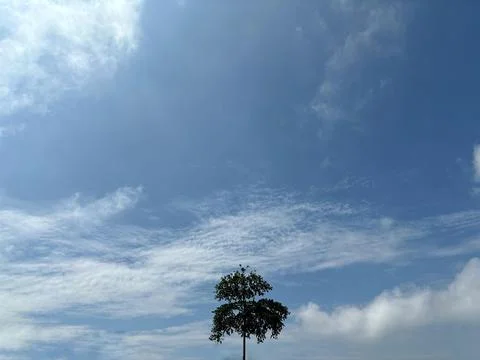 Trees growing against a blue cloud background Stock Photos