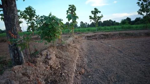 Trees growing along an earthen bund in a tilled rice field Stock Photos