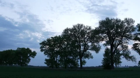 Trees growing along the road. Panning. Stock Footage 77227773