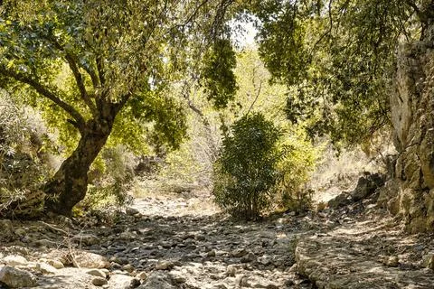Trees growing on a bottom of an empty river valley in topolia gorge during .. Stock Photos