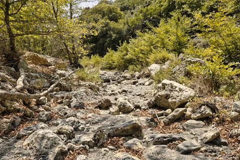 Trees growing on a bottom of an empty river valley in topolia gorge during .. Stock Photos
