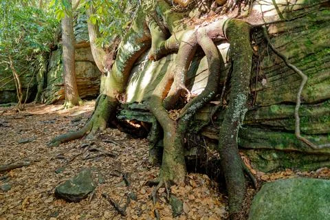 Trees growing on a boulder Stock Photos