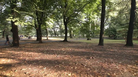 Trees growing in Central Park, New York City, New York, USA Stock Footage 63306205