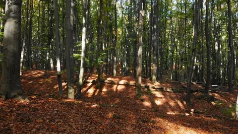 Trees growing close together in loamy soil in this wooded wilderness area 库存影片 128848481