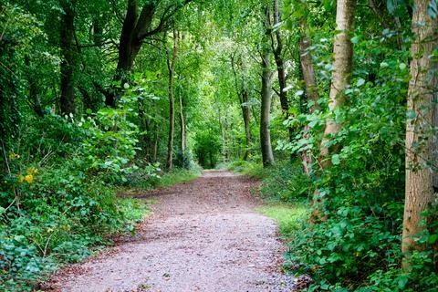 Trees growing on each side of a dirt track road 库存照片