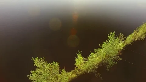 Trees growing on a floating log barrier at a Nordic lake, aerial shot Stock Footage 69728347