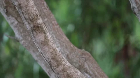 Trees growing in the forest Stockbeeldmateriaal 245733375
