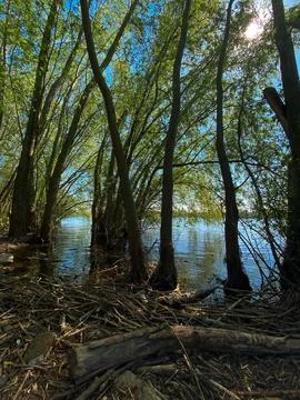 Trees growing in the lake Stock Photos