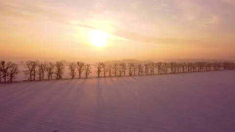 Trees growing in lines, backlit by the beautiful rising sun, casting long Stock Footage 147889577