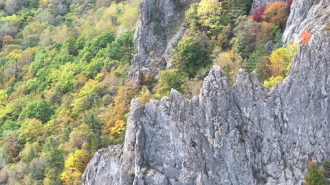 Trees Growing on Mountain Side Stock Footage 265799394