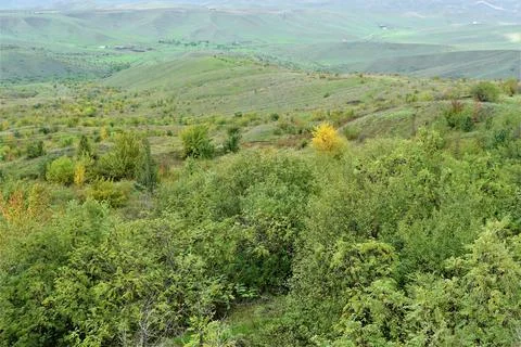 Trees growing in the mountains Stock Photos