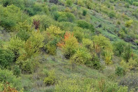 Trees growing in the mountains Stock Photos