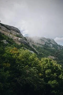 Trees growing in the mountains  Fotos Stock