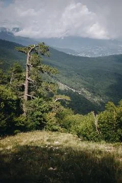 Trees growing in the mountains  Fotos Stock