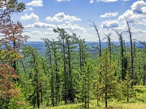 Trees growing on the mountainside in summer Foto stock