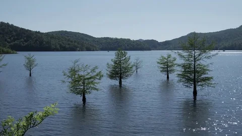 Trees growing out of a blue river Stock Footage 75388005