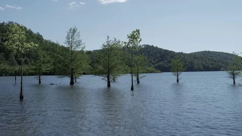 Trees growing out of a blue river Видео 75388251