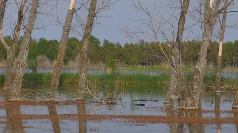 Trees Growing out of the Lake Stockbeeldmateriaal 53232801
