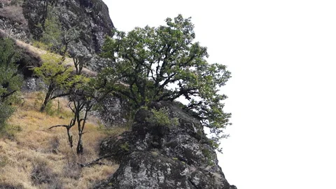 Trees Growing on a Rock Video stock 313348115