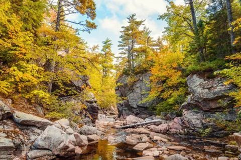 Trees growing on rocks above stream Stock Photos