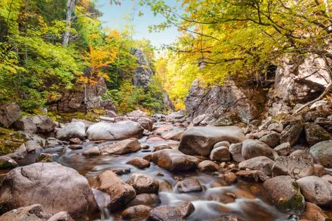 Trees growing on rocks above stream Stock Photos