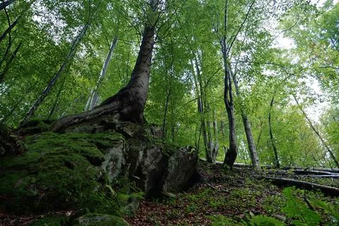 Trees growing on the rocks in the forest Foto stock