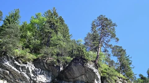 Trees growing on rocks in the mountains Stock-Footage 219363402