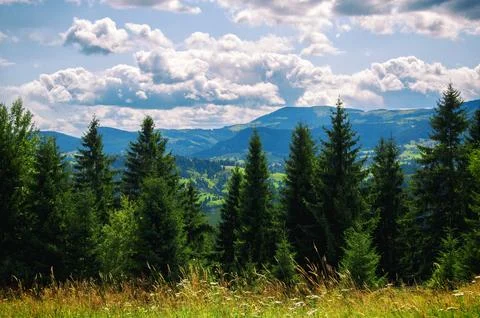 Trees growing in a row against the backdrop of mountains and blue cloudy sky Stock Photos